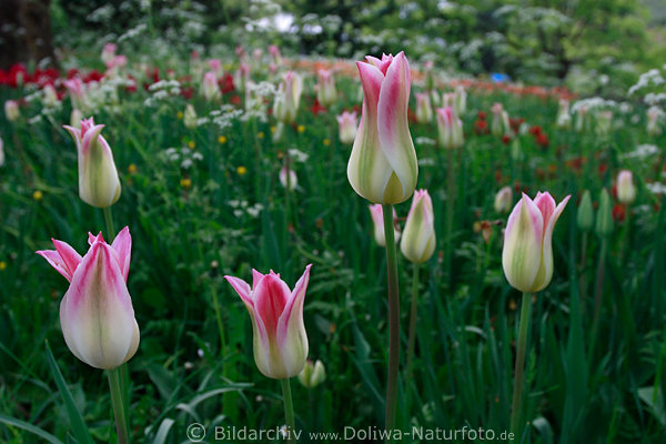 Tulpen wei-rosa Tulpenblumen in grn