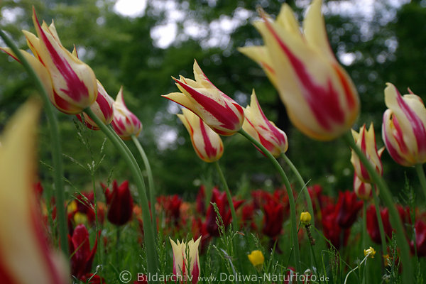 Streiftulpen gelb-rot farbige Tulpenart Hochblten Fotokunst im Grngras Zuchtblumenfeld