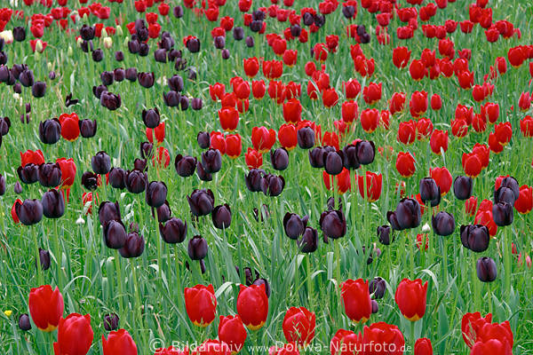 Tulpenfeld schwarz-rot-grn Blumenfeld