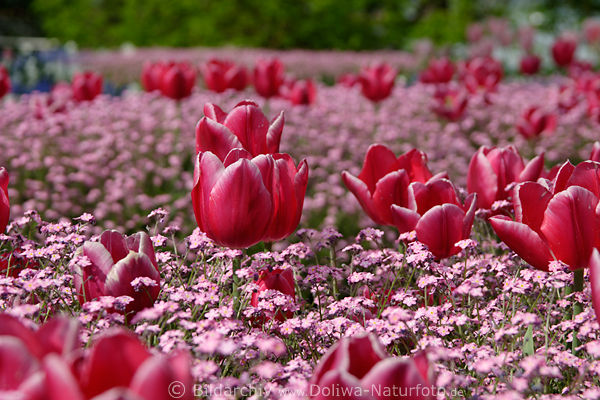 Tulpen Blumenfeld Vergimeinnicht