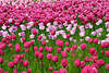 Tulpenfeld Frühlingsblüten Foto rosaweiss lila hell blühendes Blumenfeld dicht wachsen