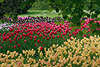 Tulpen Blütenwellen gelb rot lila schwarz rosa Blumenfelder
