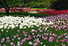 Tulpen Blütenwellen im Garten Landschaftsbild: weiße lila rot rosa Tulpenblumenfarben