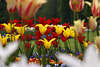 Gelbrote Tulpenmischung Foto Gartenrabatte rotgelb Tulpenblumen Maiblühen