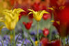 Tulpenblüte Foto gelbe Frühlingsblüte Zuchtblumen Zierflora Gartendesign rotes Hintergrund