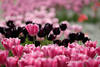 Rosatulpen Blumenfeld Foto vor Schwarztulpen Rabatte Frühjahrsblüte Farbdesign Gartenbeete