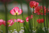 Rosamohn Blüten rosarot Blumenfoto in Gegenlicht gezielte Schärfe hinter Grünstielen