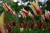 Streiftulpen gelb-rot farbige Tulpenart Hochblten Fotokunst im Grngras Zuchtblumenfeld