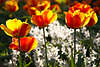 Gelbrote Tulpenkreuzung Blütenfoto im Inselgarten Mainau Sonnenglanz vor weißen Blumenbeete