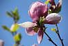 904245_ Magnolie Frühlingsblüte Tulpenbaum Blütenfoto, Magnolia Liriodendron tulipifera Bild