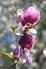 904248_ Magnolien Frühjahrsblüte Fotos, Magnolia Fotografien, Tulpenbaum Liriodendron tulipifera Blüten Bilder