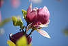 Magnolien lila Blte am Blauhimmel