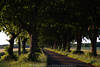 Grnallee Naturbild Baumstmme in Grngras am Feldweg Laubbume grne Bltter in Seitenlicht