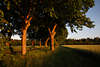Allee der Laubbume Naturfoto ber Weg durch grnes Feld in Abendsonne, Bume Stmme Bltter