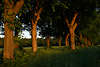 Laubbume Allee Baumstmme ppige Bltter Naturbild in Abendlicht am Feldweg im Grn