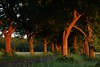 Allee Romantik Naturfoto in Abendlicht rote Baumstmme ber Weg Baumtunnel im Grnen Feldweg