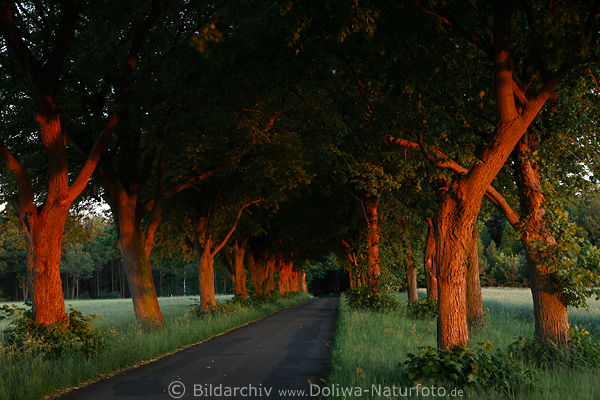 Allee Baumtunnel rote Baumstmme Abendlicht Natur Weg in Grnfeld