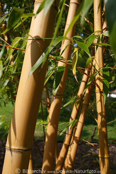 Bambusrohr Baumrohre nah in Bltter