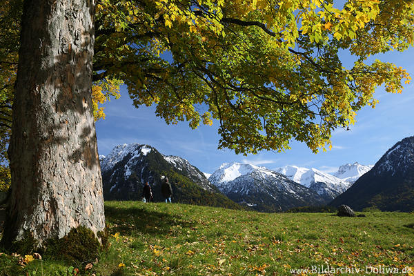 Bergblick unter Baum Herbstfoto Spitzahorn herbstliche Rinde Borke Holzstamm