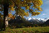 813106_Baum Feld-ahorn Foto verschneiter Bergblick, Laubbaum bunte gelbe Bltter Herbstfarben