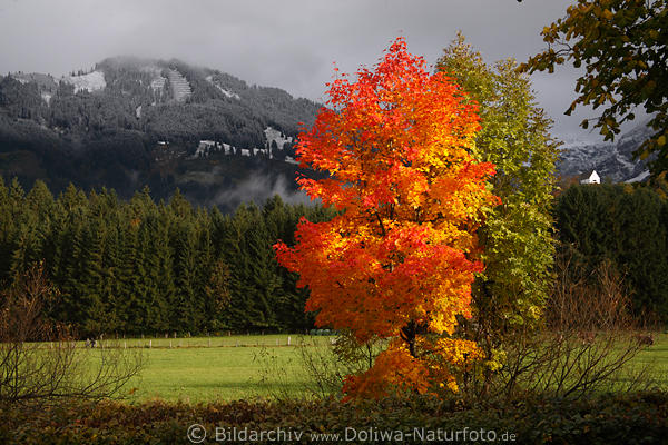Herbst Farbkontraste Fotografie, rotgelb glühende Ahorn
