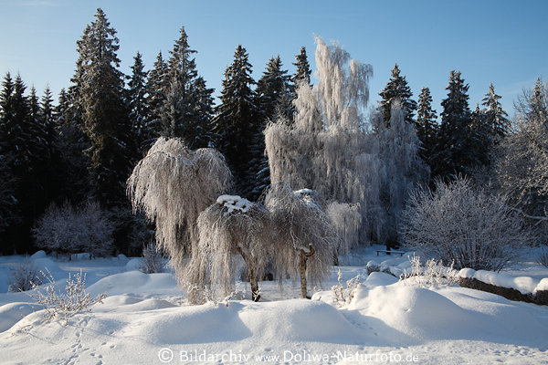 Birkenbume in Schnee am Waldrand Winterbild hngende Zweige vereist in Winterstarre