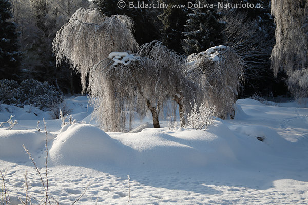 Birkenbaum im Schnee Winterbild Hngebirke vereiste Zweige in Winterstarre