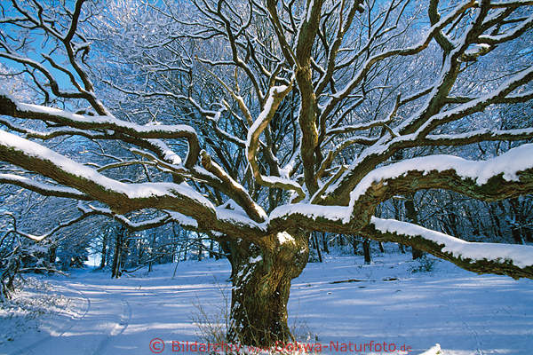 Baumste in Schnee Winterbild beschneit in Sonnenschein
