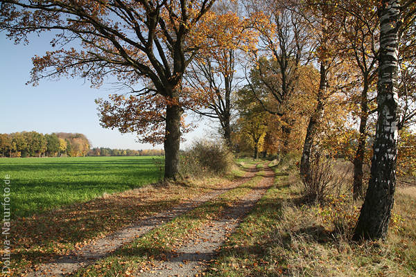 Feldallee Grnacker Herbstbild Laub Bume Landweg Lichtschatten Naturfoto