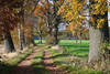 Feldallee Herbstbild Grünacker Landweg Naturfoto Bäume Laub in Seitenlicht