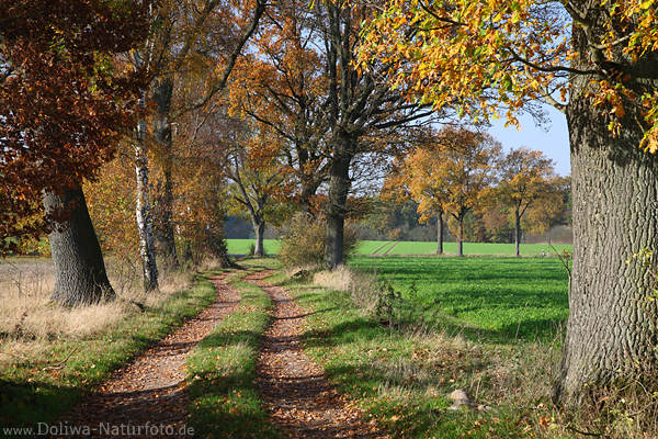 Feldallee in Herbst Naturfoto Bäume Landweg Laub Blätter in Seitenlicht
