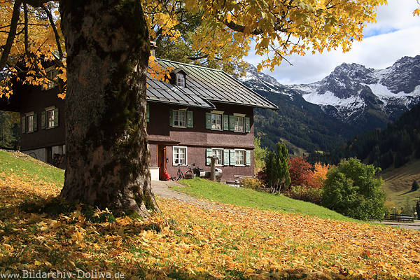 Herbstbaum Laub Goldfarben Bltter am Haus in Bild Bergblick auf Schneegipfel Naturfoto