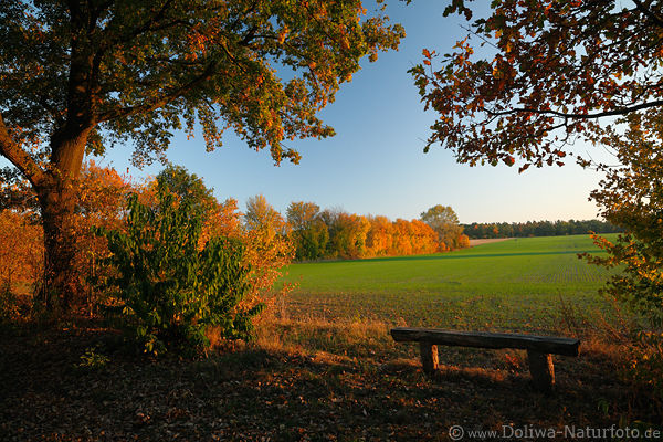 Herbstflur Naturfoto Buntbltter Bume um Grnfeld Sitzbank Laubblick in Abendlicht