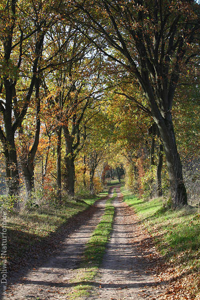 Herbstwaldallee Bume Landweg in Seitenlicht Naturfoto Baumtunnel Lichtstimmung