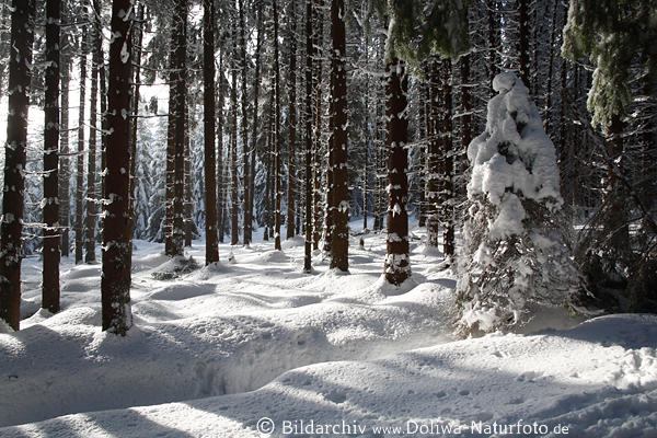 Winterwald im Schnee Bume Baumstmme Sonnenlicht Waldstimmung Naturfoto