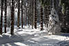 Winterwald im Schnee Bume Baumstmme Sonnenlicht Waldstimmung Naturfotografie