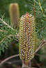 Banksia ericifolia Bankskiefer (Pinus banksiana) Foto