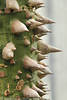 Chorisia insignis Baumstamm scharfe Stacheln Foto an grüner Borke Nahaufnahme Ceiba Flaschenbaum
