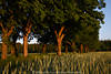 Laubbäume Allee Naturfoto über Ackerland, Getreide Grünfeld am Weg in Abendlicht, rötliche Stämme