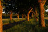 Rote Baumstämme Naturbild in Abendlicht, Laubbäume Allee Panorama am Weg durch grünes Feld