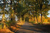 Herbstallee Baumtunnel Fotos Landstrasse im Seitenlicht abends Laub Blätter Bäume