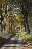 Herbstwaldallee Bäume Landweg in Seitenlicht Naturfoto Baumtunnel Lichtstimmung