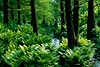 Grüner Farn Dryopteris filix-mas Farndickicht Grünblätter unter Bäumen am Bachwasser