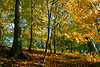 Wald Baumblätter im Herbst Bild Buchen Birken Gelbblätter Rotblätter Naturfoto