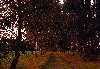 Birken Allee Foto in Abendlicht Laubbaum Birkenbäume Birkenallee zum wandern in Natur
