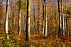 Herbstwald Bäume Romantik Baumstämme Blätter Goldfarben Naturbild