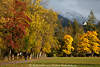 Herbstallee Fotografie, Bäume bunte farbliche Blätter Herbstfarben in Naturfoto, Farbkontraste Bild