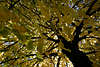 Buche Fagus Baum Fotografie, Buchenstamm mit Baumblätter in Herbst, Baumstamm von unten