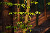 904241_ Waldbäume im Rotlicht, Frühling grüne Blätter Foto am Baumstamm vor tiefen roten Waldschatten
