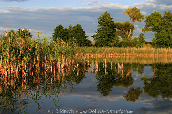 Schilf Seeuferbume Spiegelung in Wasser bei Abendlicht